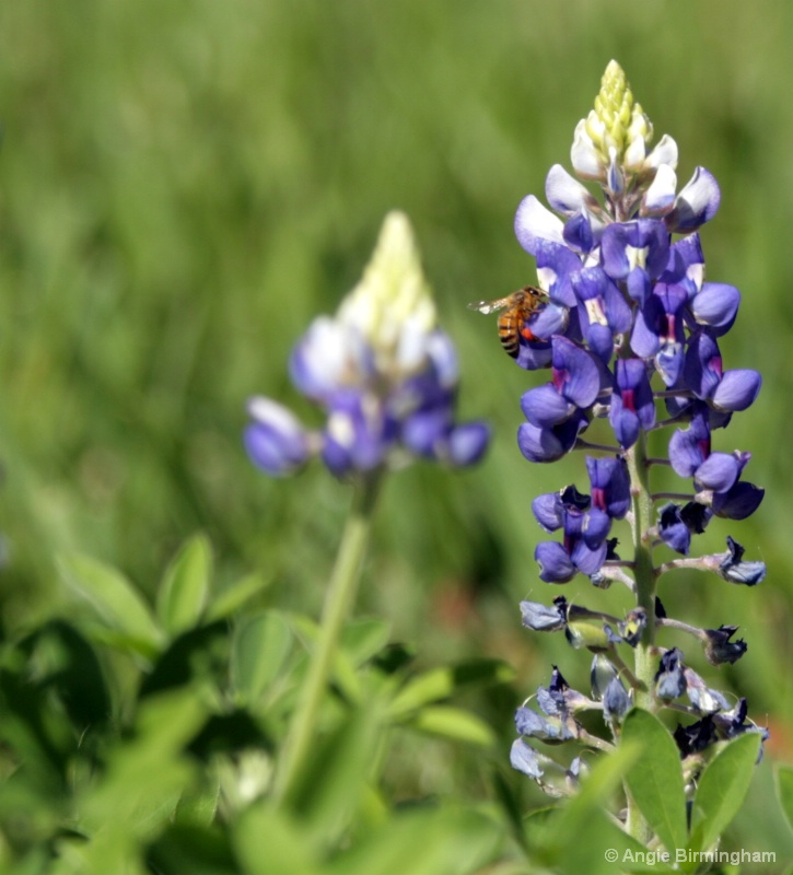 Bluebonnet with a honey bee