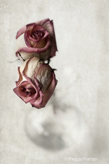 Faded Roses