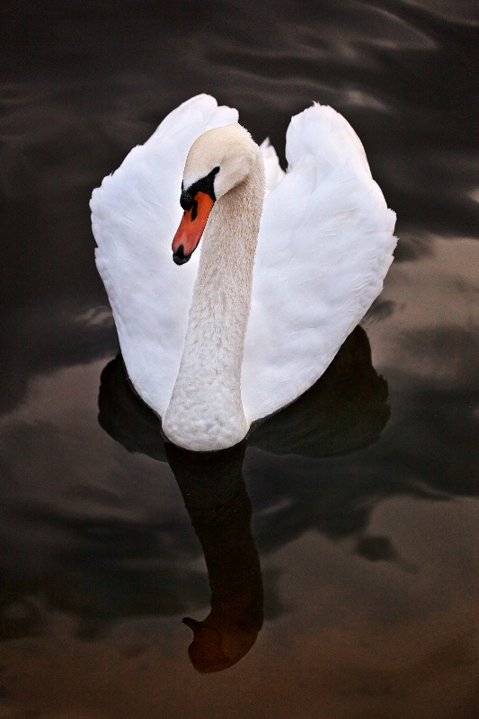 Cloudy Sunrise Swan