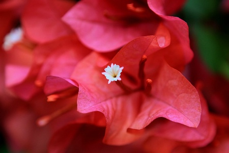 Valentine Bougainvillea