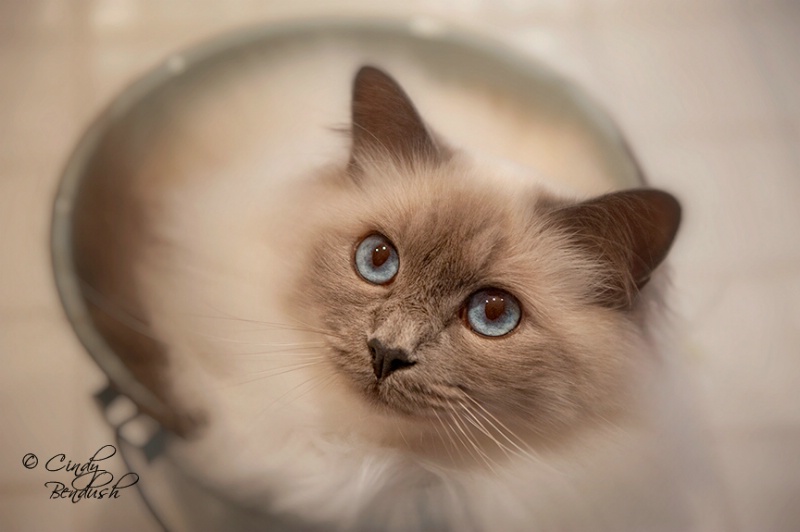 Bailey in a Bucket