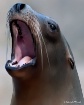 Vocal