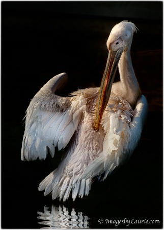 Preening Pelican