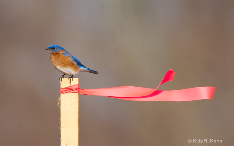 Bluebird and Red Ribbon