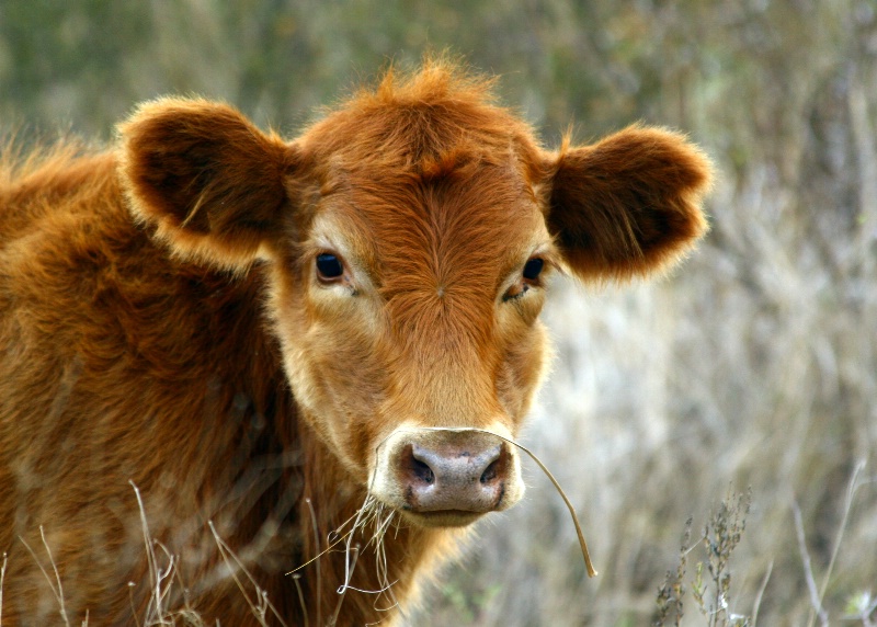 Pumpkin the calf