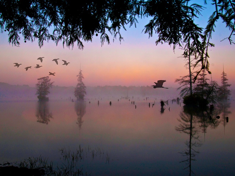 Morning on the Bayou          030812