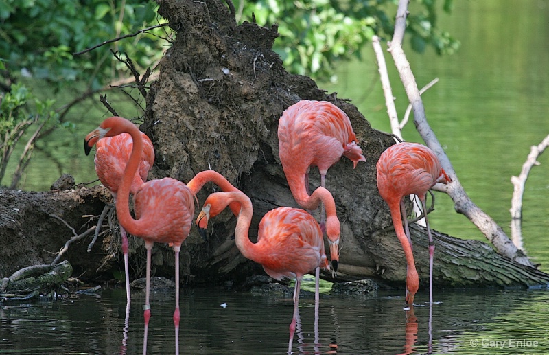 " Flamingos "
