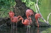 " Flamingos &...
