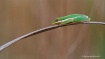 Tree Frog