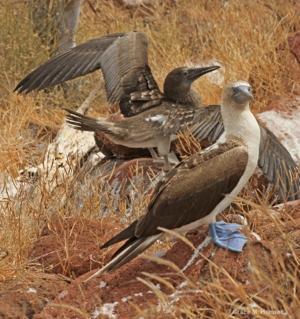 Male Blue-footed Booby and Female