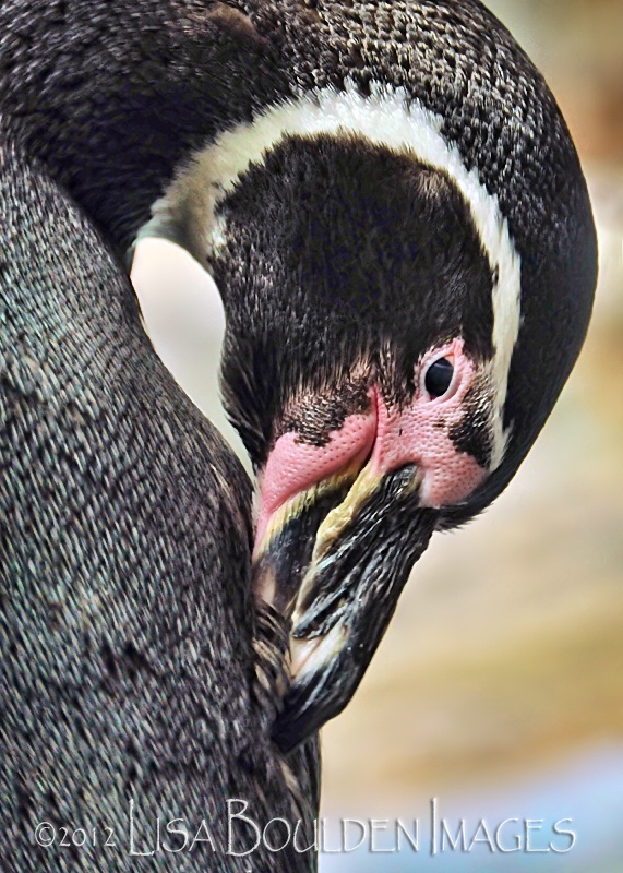 Preening Penguin