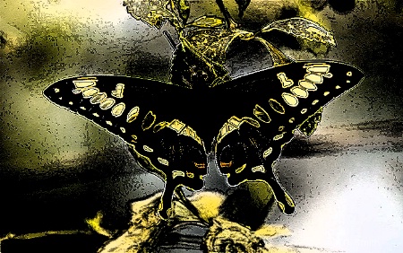 Emperor Swallowtail Butterfly