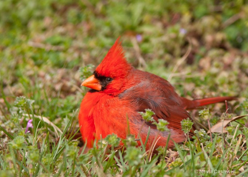 Cardinal at Blandford