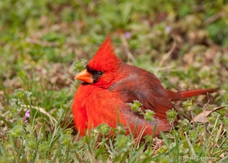 Cardinal at Blandford