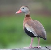 Whistling Duck