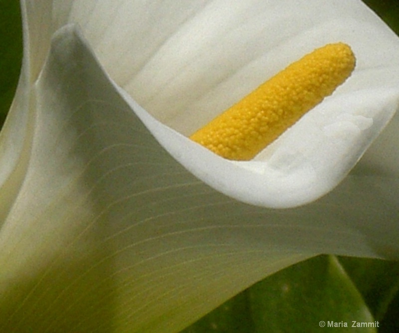 Lilium flower II