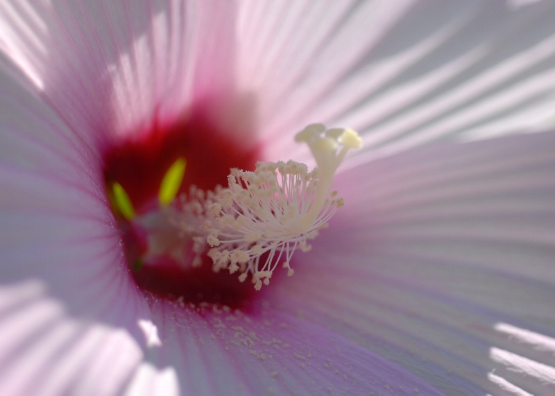 Hibiscus-Moss Rose - ID: 12806052 © Kathleen McCauley
