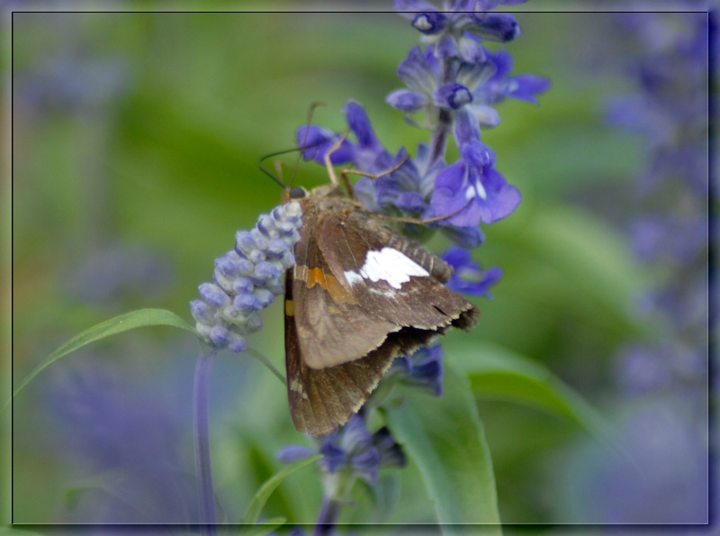 Butterfly and Salvia