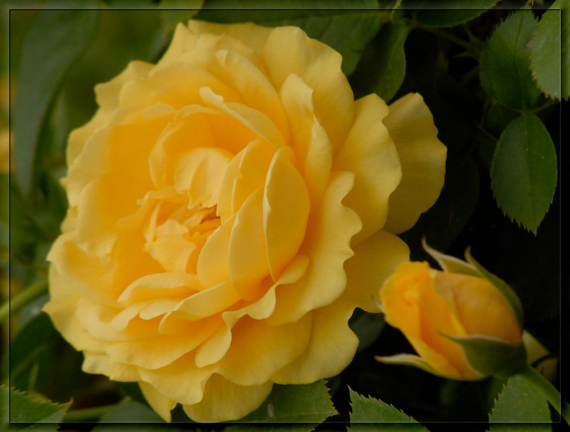 Floribunda Rose - Julia Child
