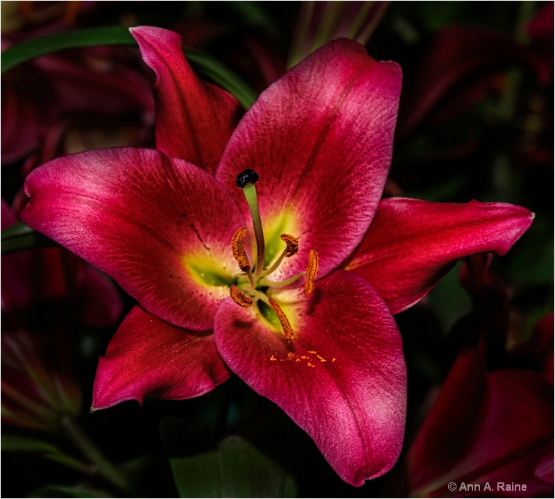 Oxblood Red Day Lily