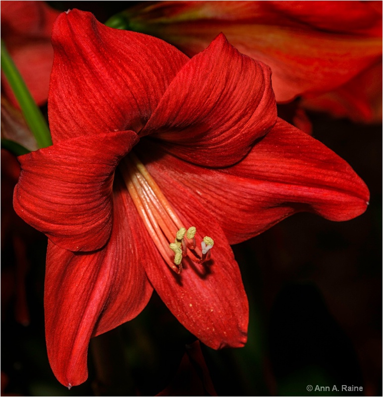 Lipstick Red Day Lily