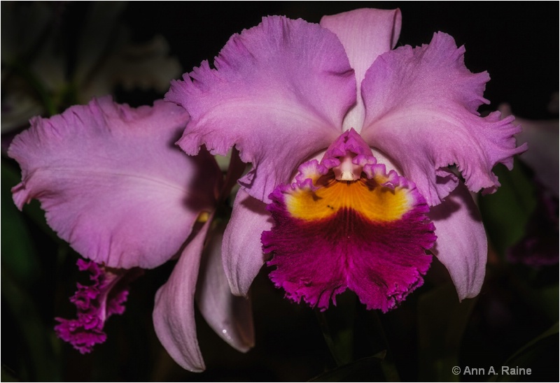 Lavender Corsage Orchid
