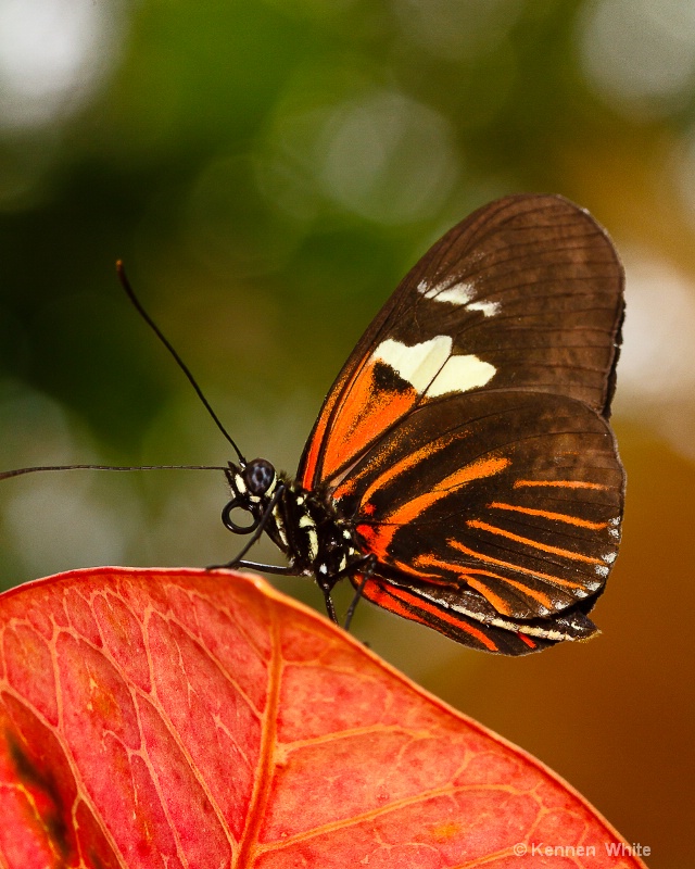 Butterfly on Orange Leaf