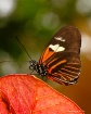 Butterfly on Oran...