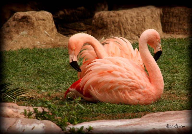 ~ Pink Flamingos ~ - ID: 12808099 © Trudy L. Smuin