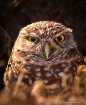 Stern Owl