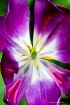 Purple Tulip-6809