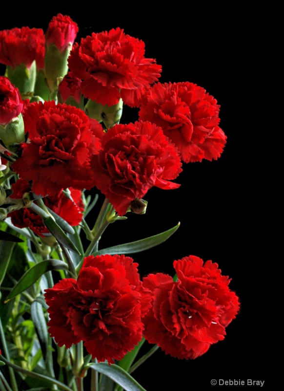 Sweet carnations