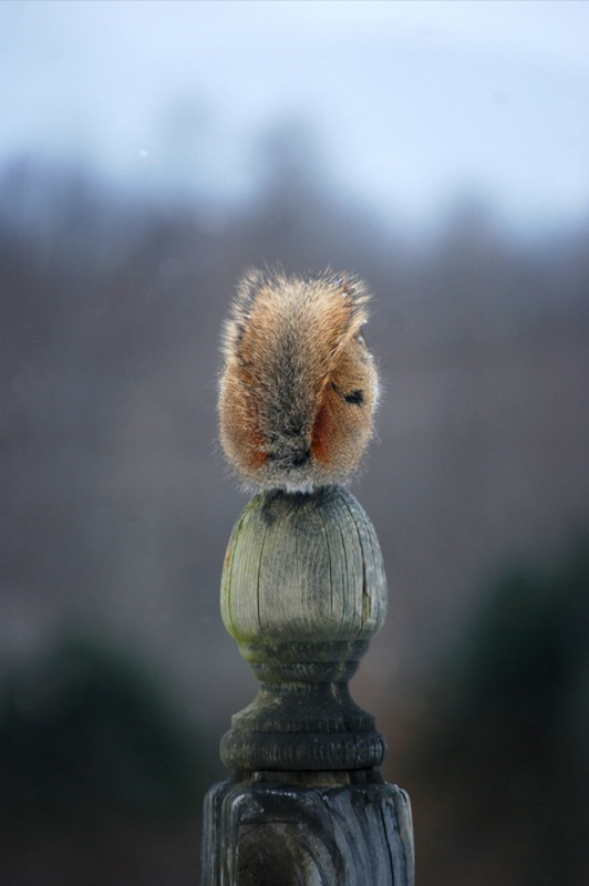 Perched Squirrel 
