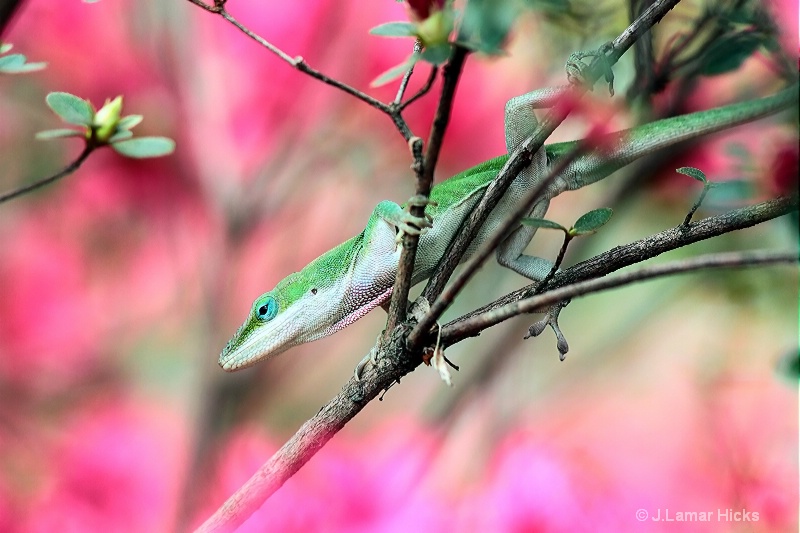 Chameleon-searching-Azaleas