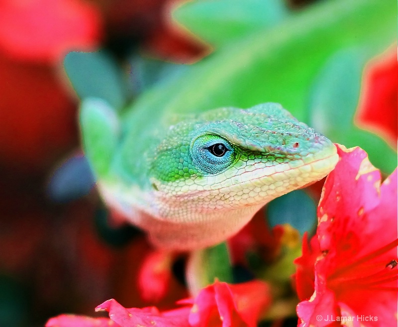 Chameleon- an eye view/