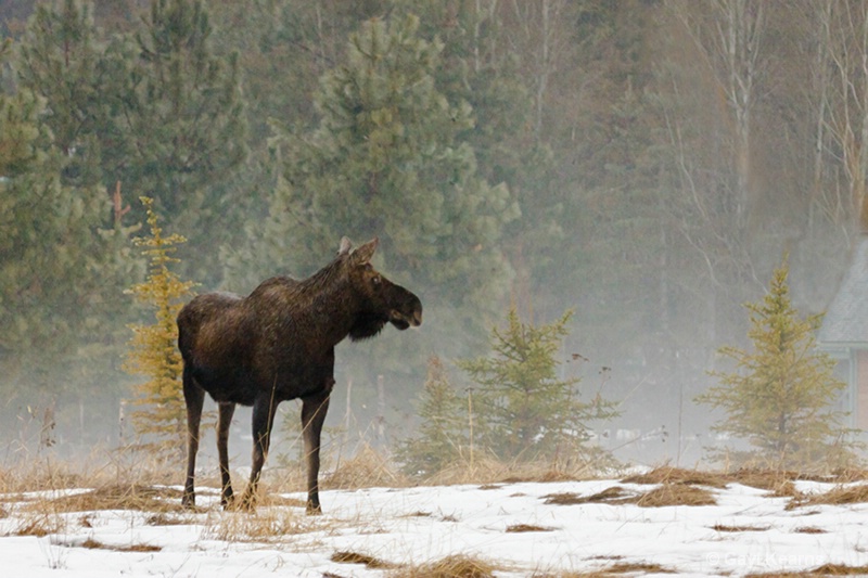 Misty Morning Moose