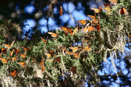 A "Rabble" of Butterflies