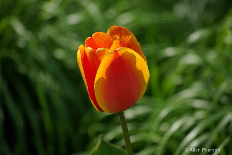 The Orange Sunny Tulip