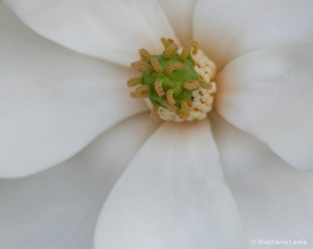 Magnolia Blossom (Macro 2)