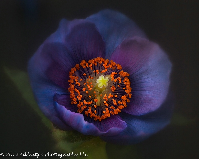 Magical, Mystical Himalayan Blue Poppy