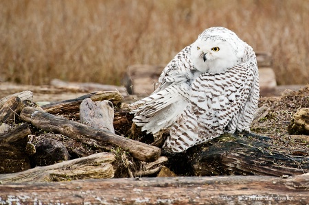 Another Snowy Owl at Boundary Bay 