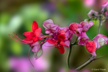 Orchid ~ Chicago Botanic Garden