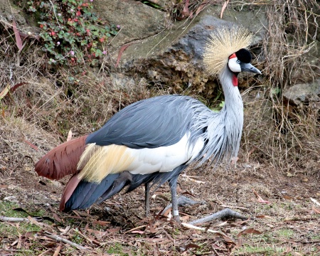 African Grey-crowned Crane