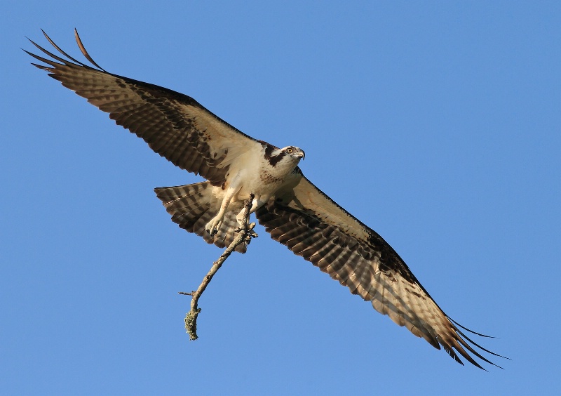 Female Osprey w/ Big Stick
