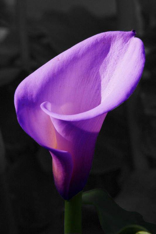 flowers  03 b w violet  - ID: 12822090 © Anthony Cerimele