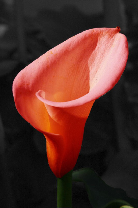 flowers  03 b w fire orange  - ID: 12822094 © Anthony Cerimele