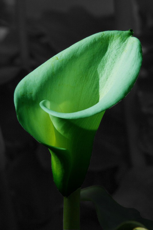 flowers  03 b w emerald green  - ID: 12822095 © Anthony Cerimele