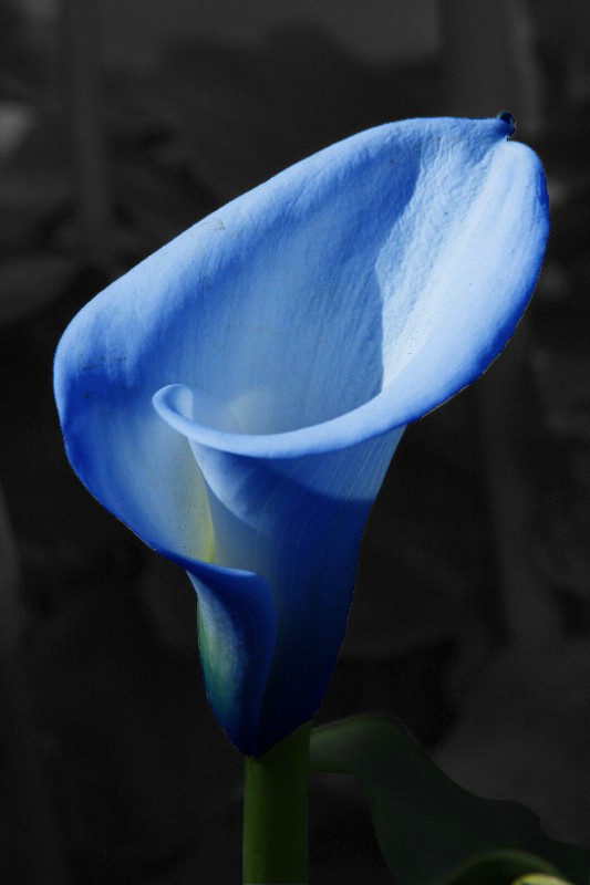 flowers  03 b w blue  - ID: 12822098 © Anthony Cerimele