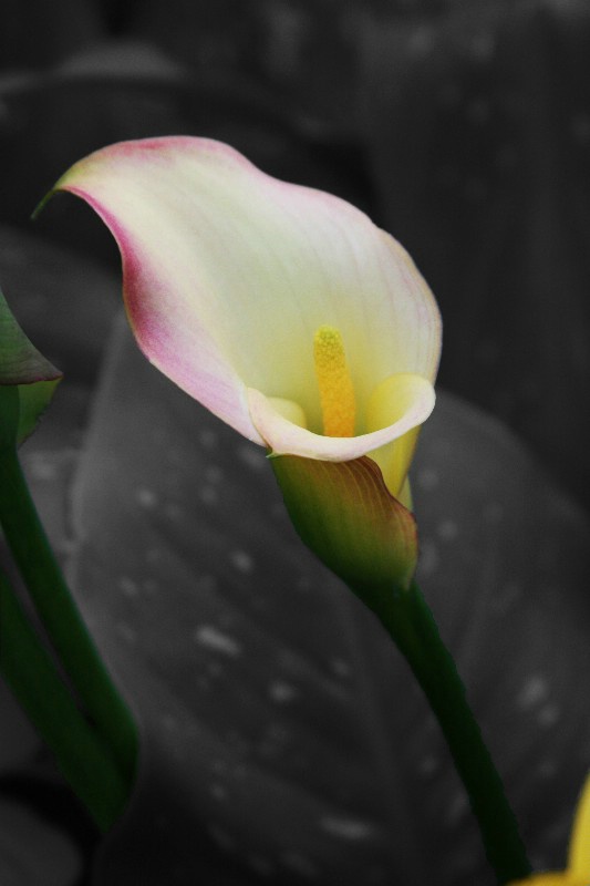 flowers  01 b w color  - ID: 12822102 © Anthony Cerimele