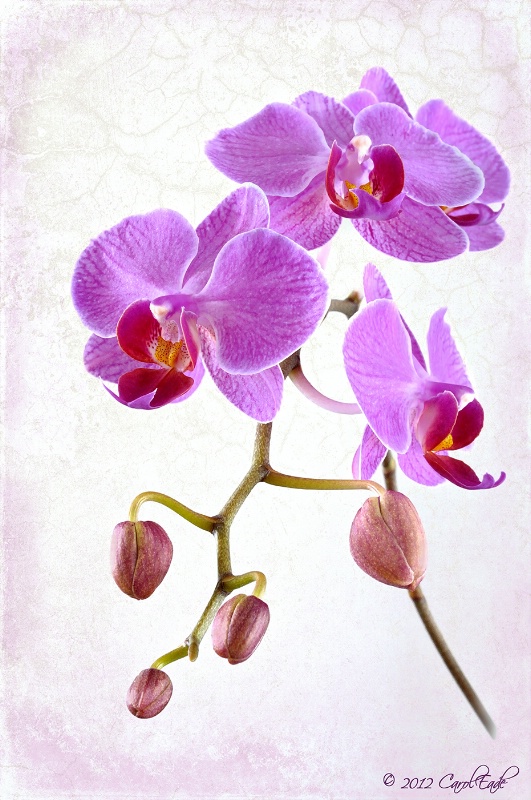 Purple Orchid - ID: 12822758 © Carol Eade